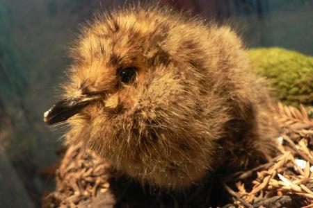 Marbled_Murrelet_chick