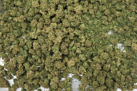 McKnight_BotanicaSeattle_013