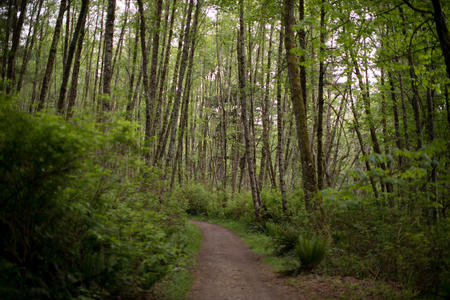 The view on a trail at Cougar Mountain in Issaquah (Photo by Matt M. McKnight)