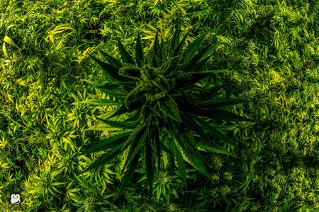 pot-plant