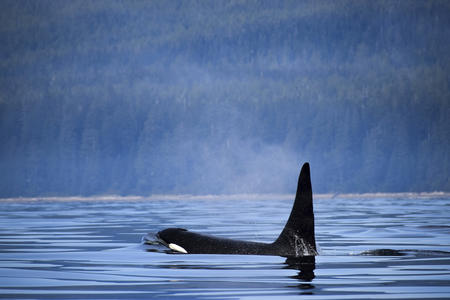 A killer whale breaches the surface near Vancouver Island, Canada.