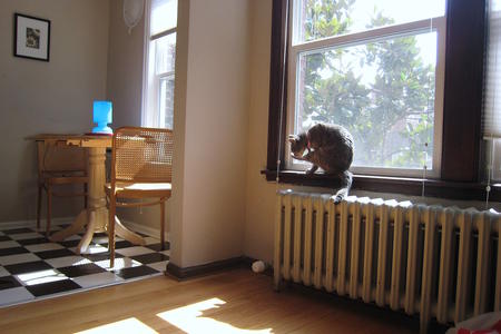 A cat in the window of an older Seattle residential unit