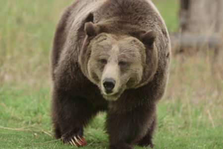 bears-640x360_jro4fx