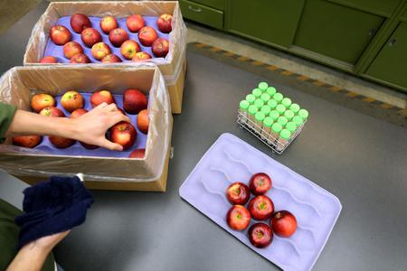 hand grabs apples
