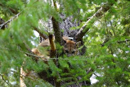 cougar in tree