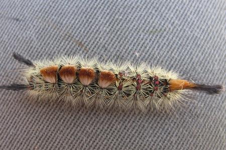 Tussock moth caterpillar