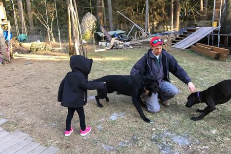 dogs
