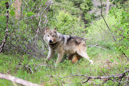 Wolf in forest looking into the camera 