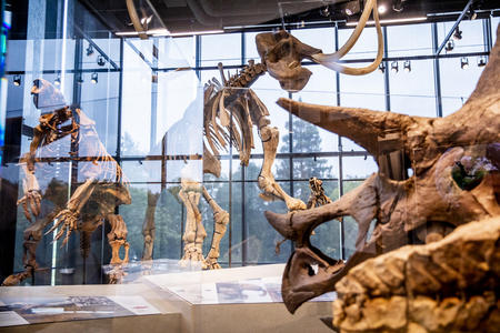 Fossils inside the Burke Museum