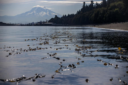 Kelp on a beach