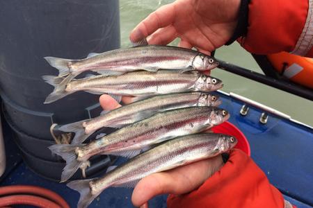 five fish are seen laying in the hands of a person 
