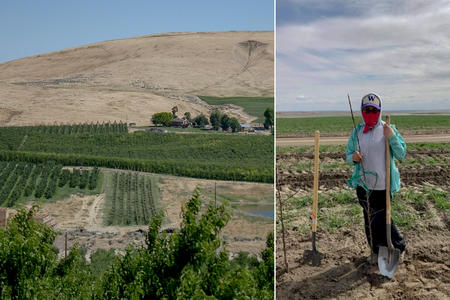 A composite photo of an orchard and a woman standing in a field