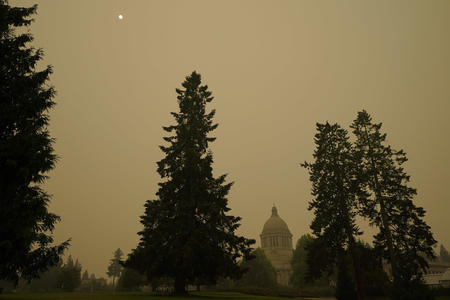 Smoky skies behind evergreen trees