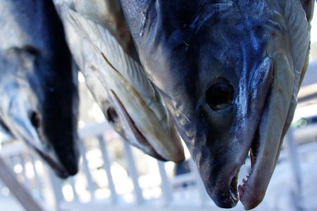 frankenfish