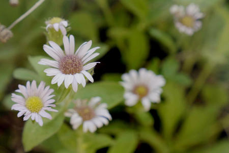 Gorge Daisy
