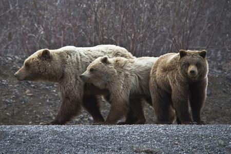 Grizzly bears in Denali National Park in Alaska