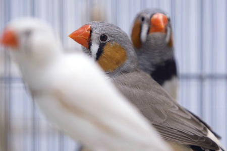 birds in a cage