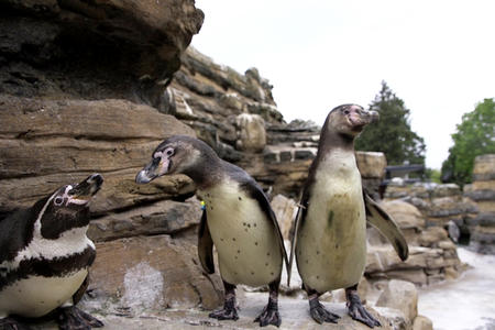 penguins at the zoo
