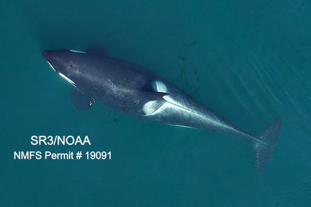 A pregnant orca