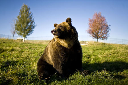 A grizzly bear