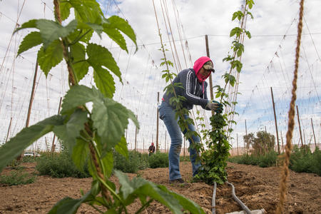 Farmworker working with hops 