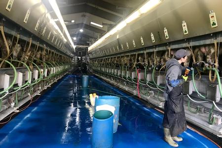 Man milks cows in large shed