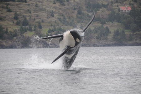 An endangered southern resident killer whale frolics in the water while wearing a "DTag." 