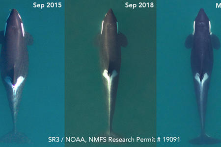 Orca whales