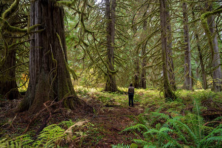 A Cascadia Wildlands volunteer stands in a Western red cedar grove within the Flat Country project area. (Andrew Kumler, Cascadia Wildlands Volunteer)