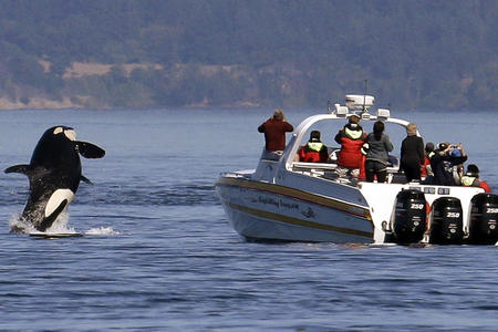 Whale watching boat