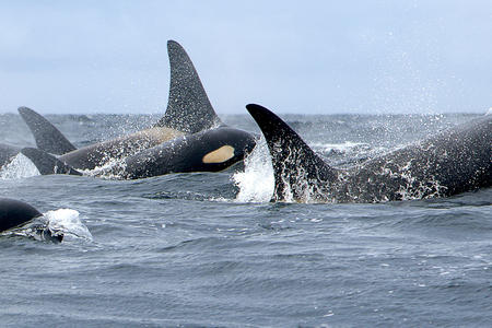 orcas