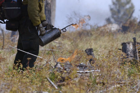 A wildland firefighter ignites grass and other fuels in the forest.
