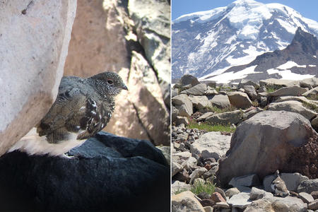 Small brown bird and rocky field before mountain