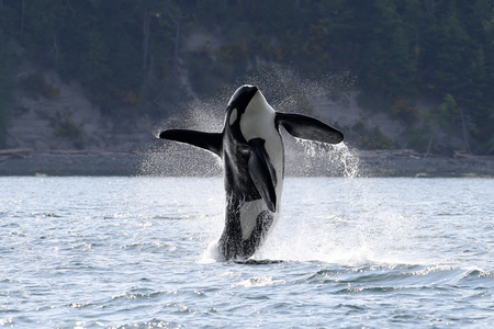 starving orca