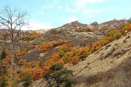 Shrubs and brush alongside a hillside in the Van Wyk forest