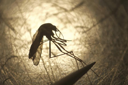 Close-up photo of a mosquito with its legs held tightly by a pair of tweezers, against a warm, backlit glow.  