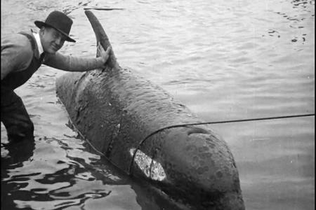 man with orca