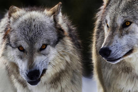 wolf pair
