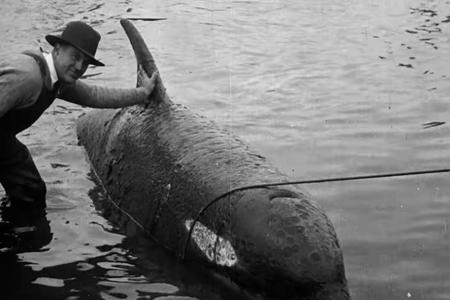 Ethelbert the orca shortly floats in the water