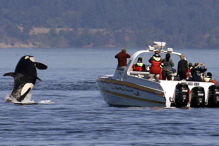 an orca leaps out of the water near a whale watching boat 