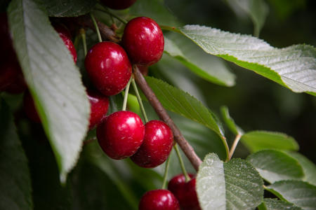 Cherries hanging on a tree 