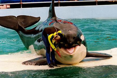 An orca and a trainer stand together on a platform in a performance pool at a theme park.