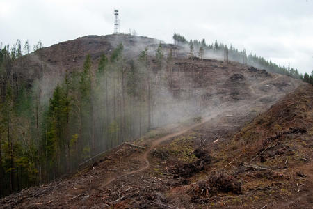 Slash piles with branches, tree stumps, and foliage