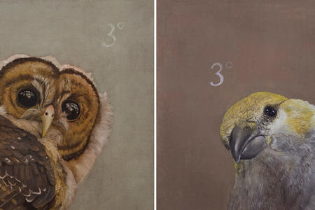 two side by side paintings of birds looking at the viewer, an owl on the left and a finch on the right