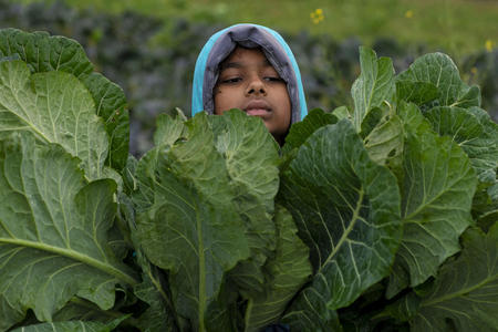 a volunteer from Girl Scout Troop 46005 holds collard greens during a harvest at Food Bank Farm