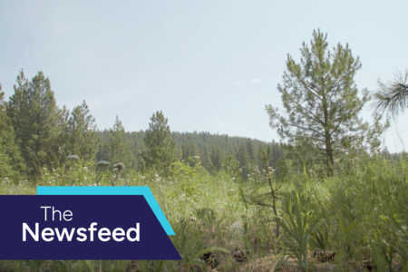 The ecological power of underground seed banks
