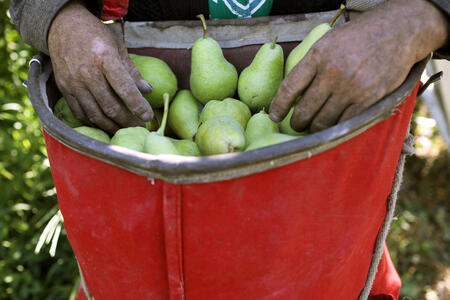 A farmworker picks pears at Rowe Farms outside of Yakima