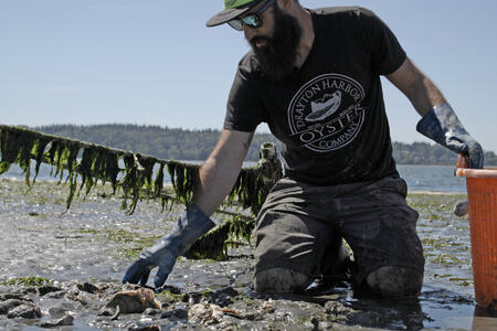 A bearded man kneels on a beach and harvests oysters