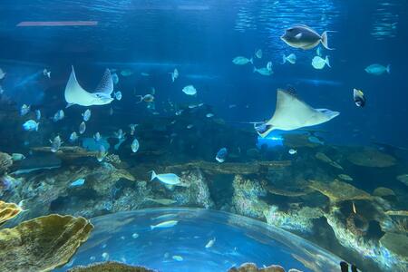photo of a blue aquarium showing various fish and two rays