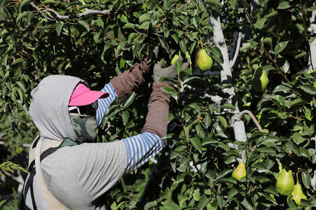 A farmworker picks pears at Rowe Farms outside of Yakima